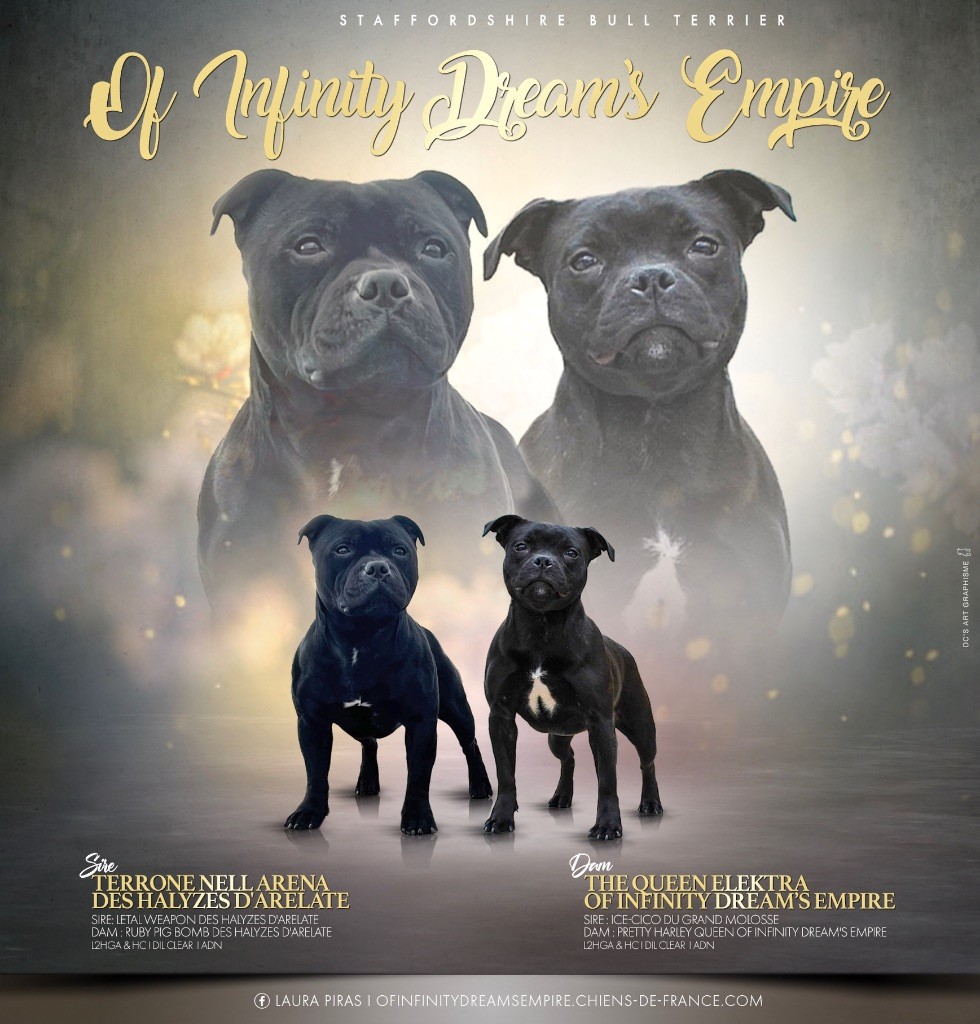 chiot Staffordshire Bull Terrier Of Infinity Dream’s Empire