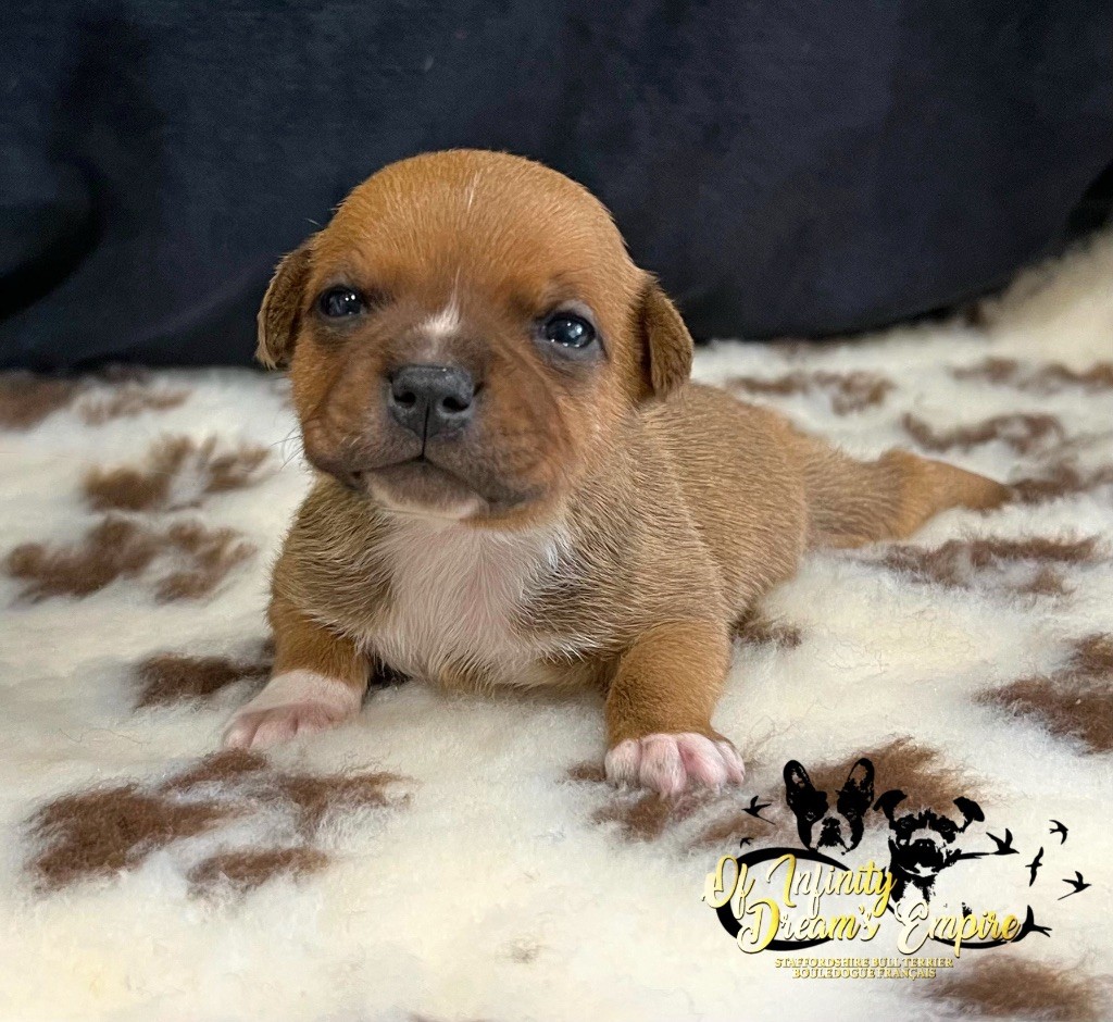 Of Infinity Dream’s Empire - Chiot disponible  - Staffordshire Bull Terrier