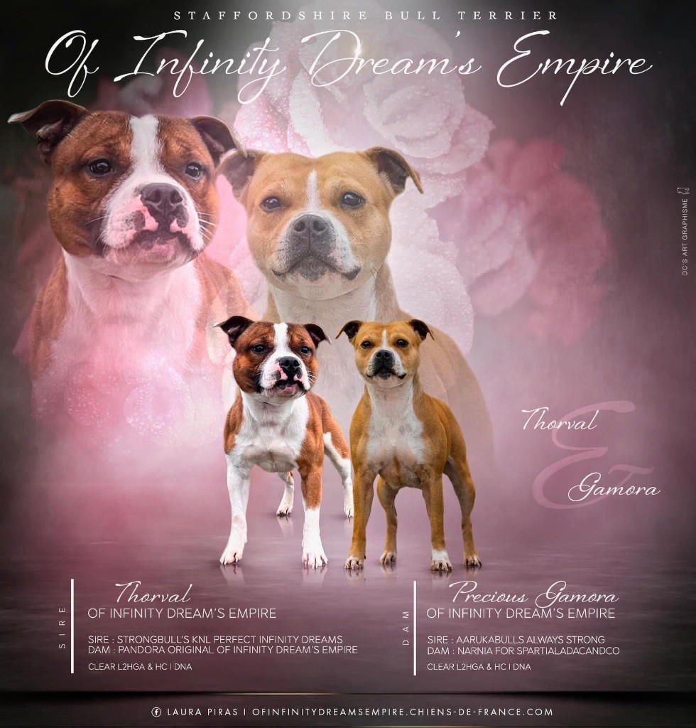 chiot Staffordshire Bull Terrier Of Infinity Dream’s Empire