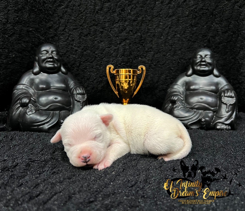 Of Infinity Dream’s Empire - Chiot disponible  - Staffordshire Bull Terrier