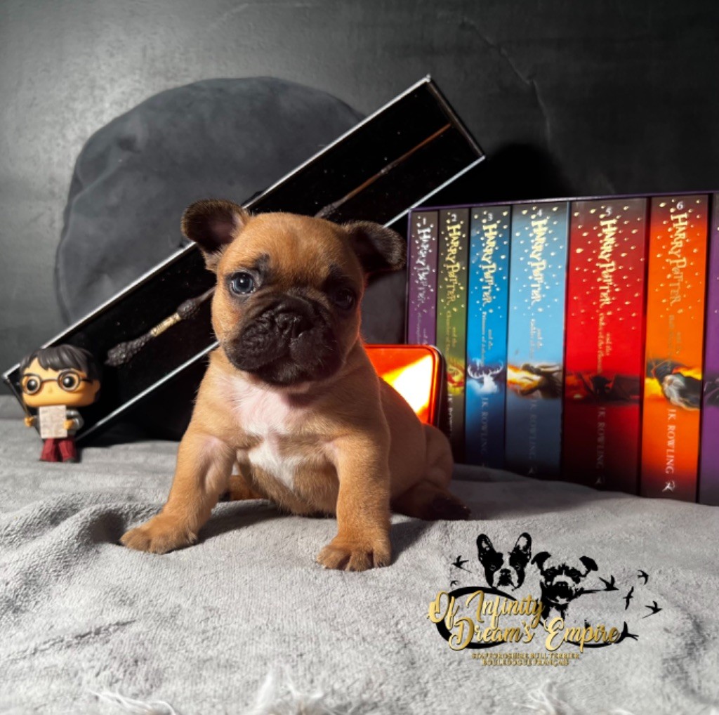 Of Infinity Dream’s Empire - Chiot disponible  - Bouledogue français