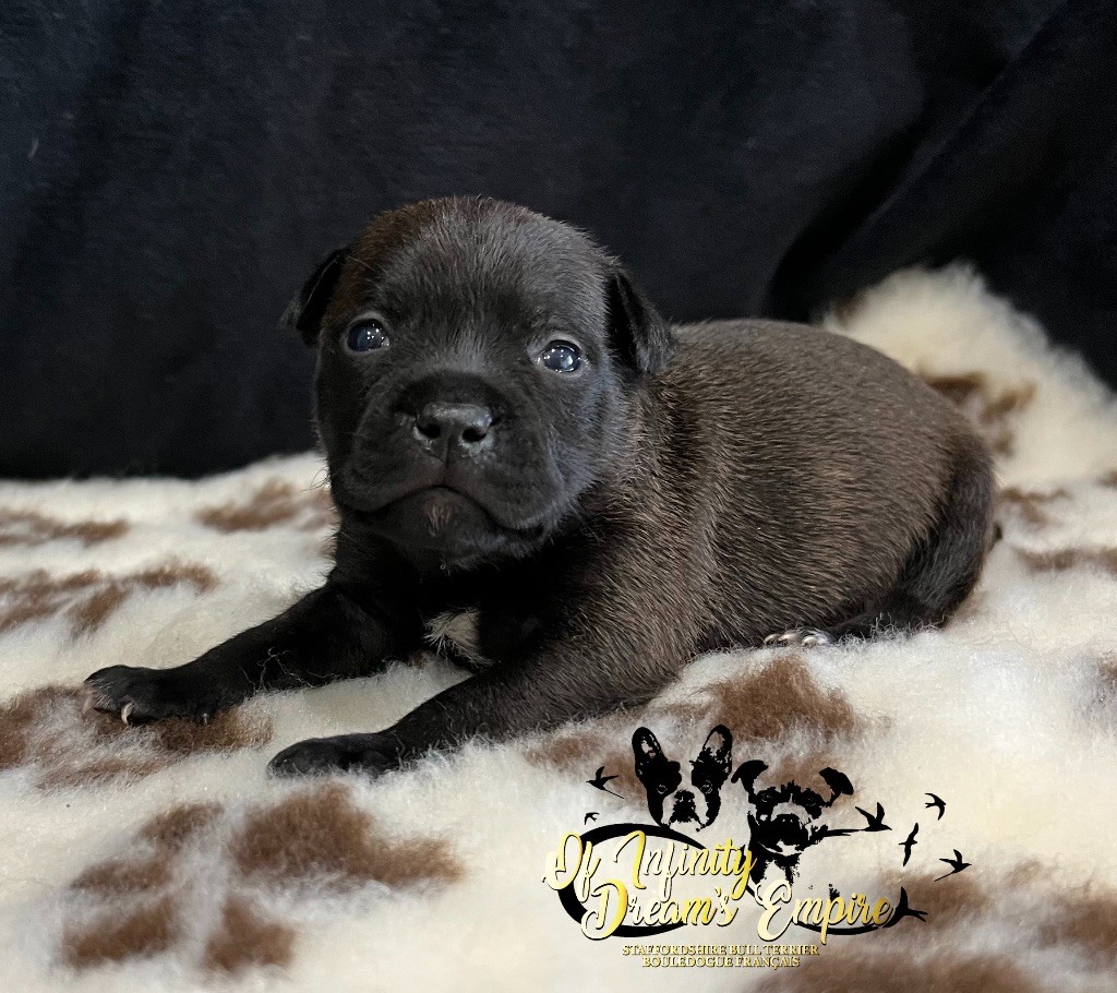 Of Infinity Dream’s Empire - Chiot disponible  - Staffordshire Bull Terrier