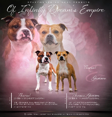 Of Infinity Dream’s Empire - Staffordshire Bull Terrier - Portée née le 26/12/2023