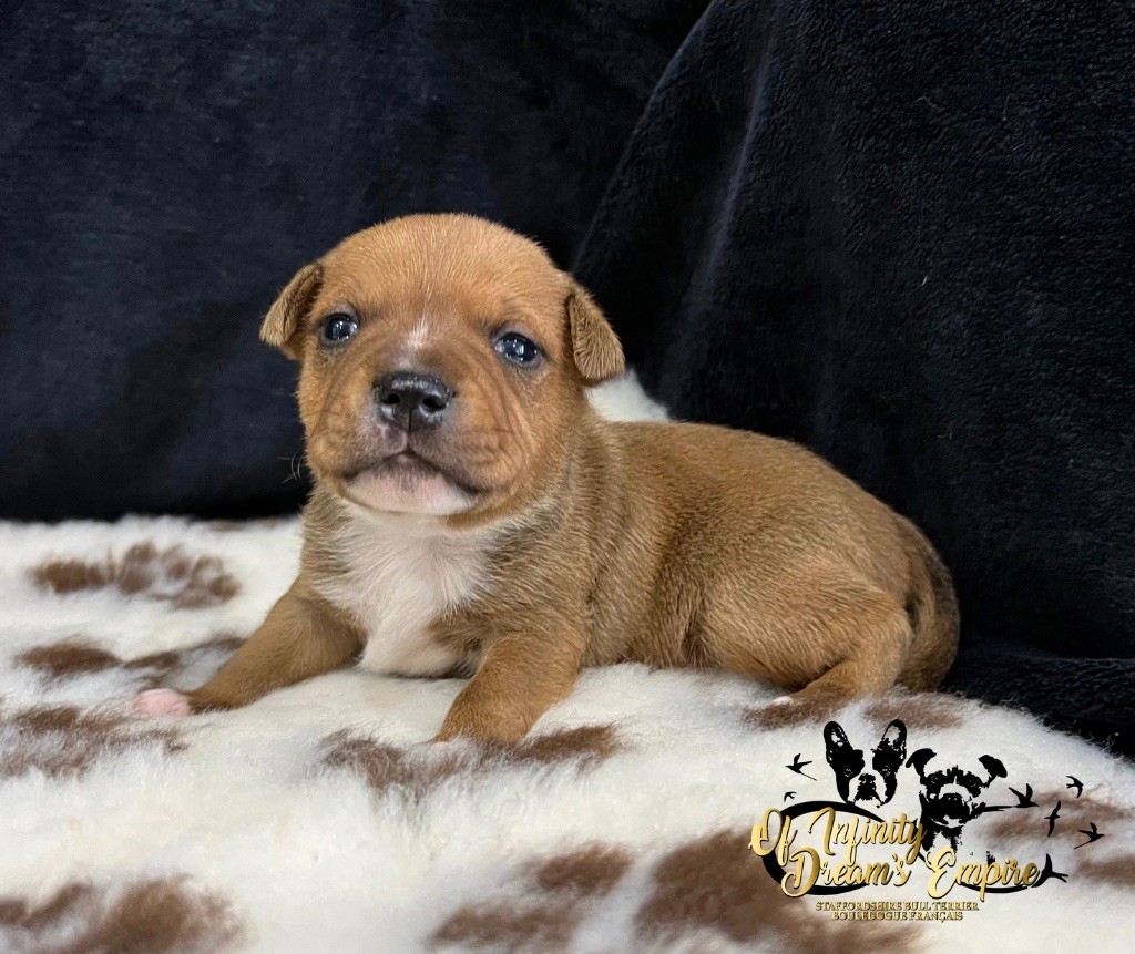 Of Infinity Dream’s Empire - Chiot disponible  - Staffordshire Bull Terrier