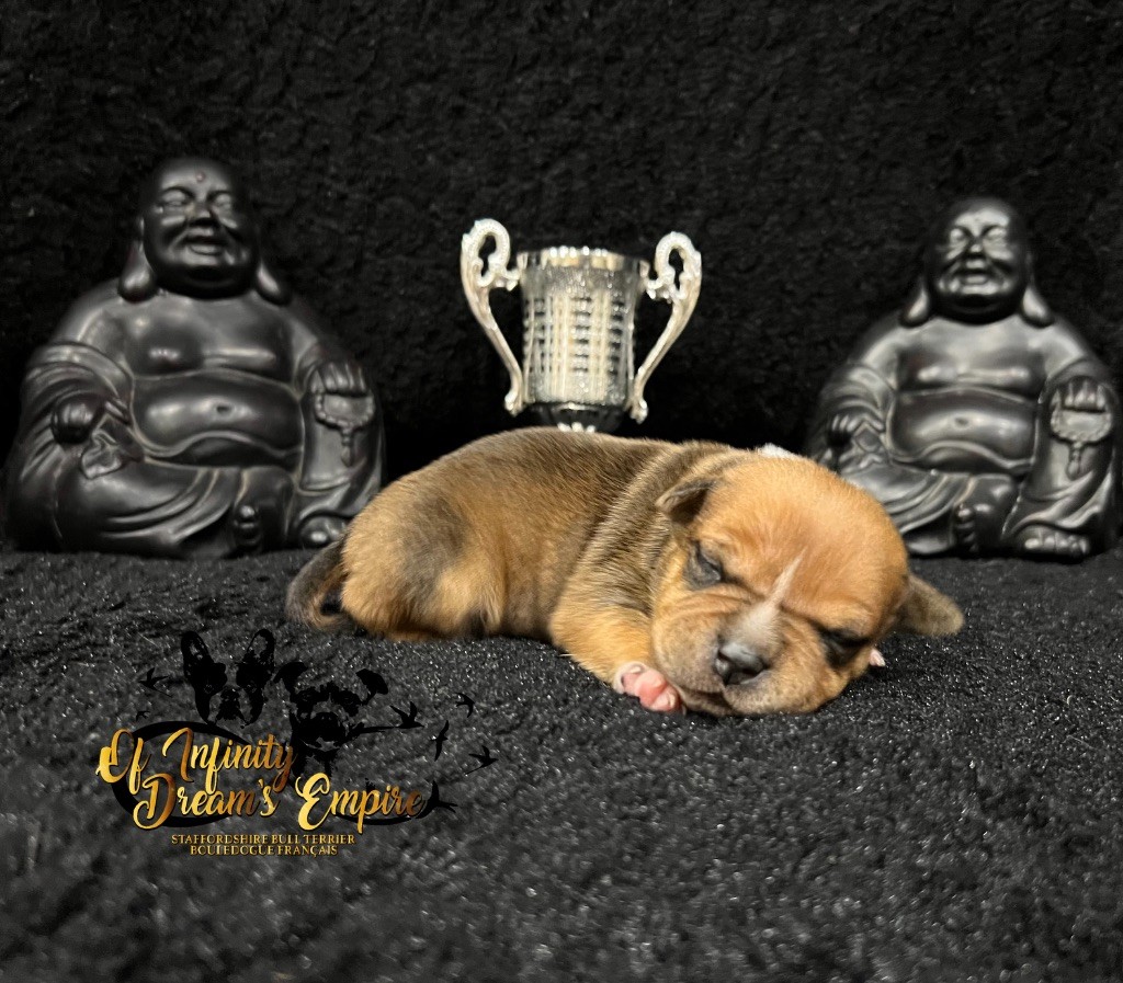 Of Infinity Dream’s Empire - Chiot disponible  - Staffordshire Bull Terrier