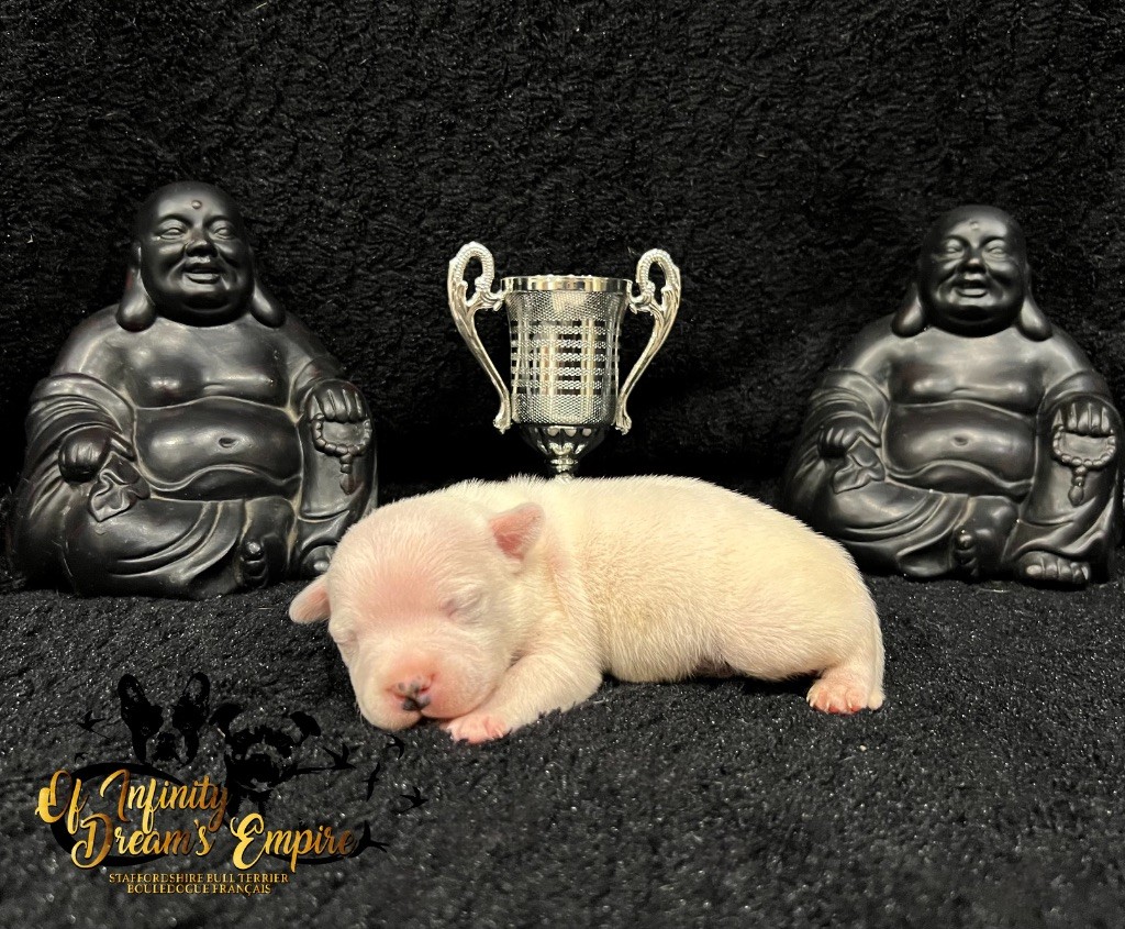 Of Infinity Dream’s Empire - Chiot disponible  - Staffordshire Bull Terrier