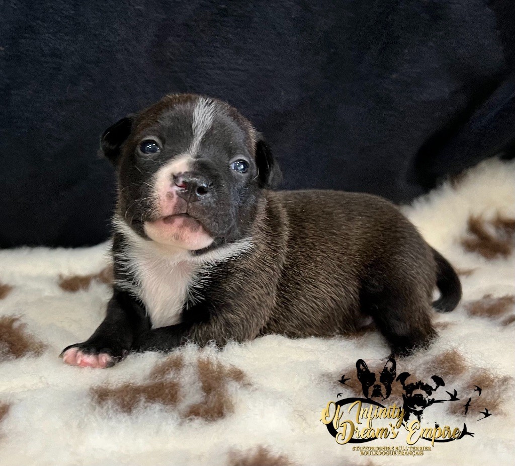 Of Infinity Dream’s Empire - Chiot disponible  - Staffordshire Bull Terrier