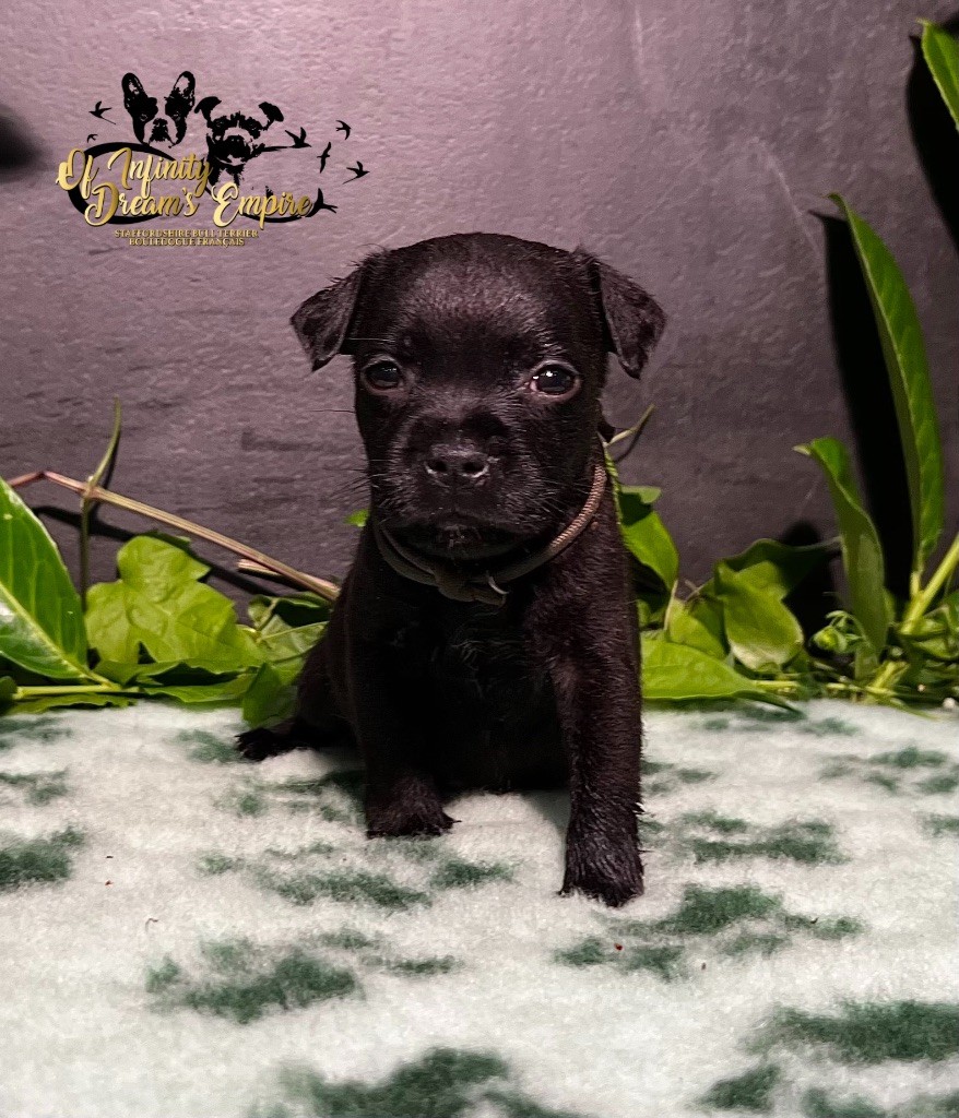 Of Infinity Dream’s Empire - Chiot disponible  - Staffordshire Bull Terrier