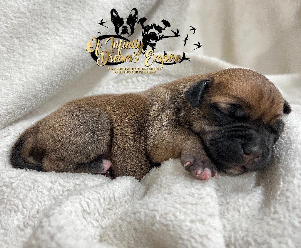 Of Infinity Dream’s Empire - Chiots disponibles - Staffordshire Bull Terrier