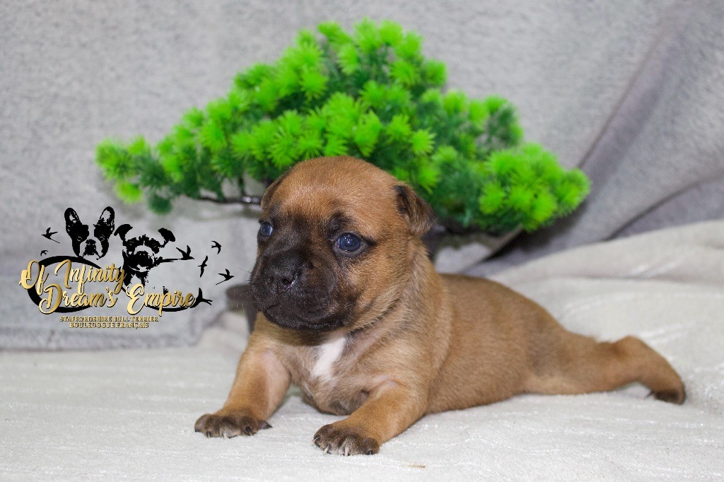 Of Infinity Dream’s Empire - Chiots disponibles - Staffordshire Bull Terrier