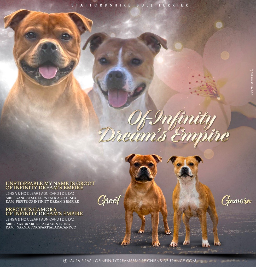 Of Infinity Dream’s Empire - Staffordshire Bull Terrier - Portée née le 30/05/2025