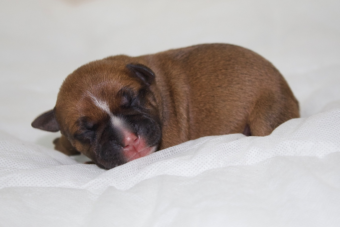 Of Infinity Dream’s Empire - Chiots disponibles - Staffordshire Bull Terrier