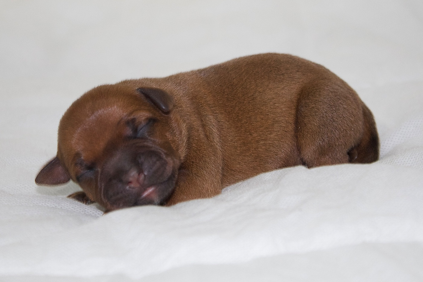Of Infinity Dream’s Empire - Chiots disponibles - Staffordshire Bull Terrier