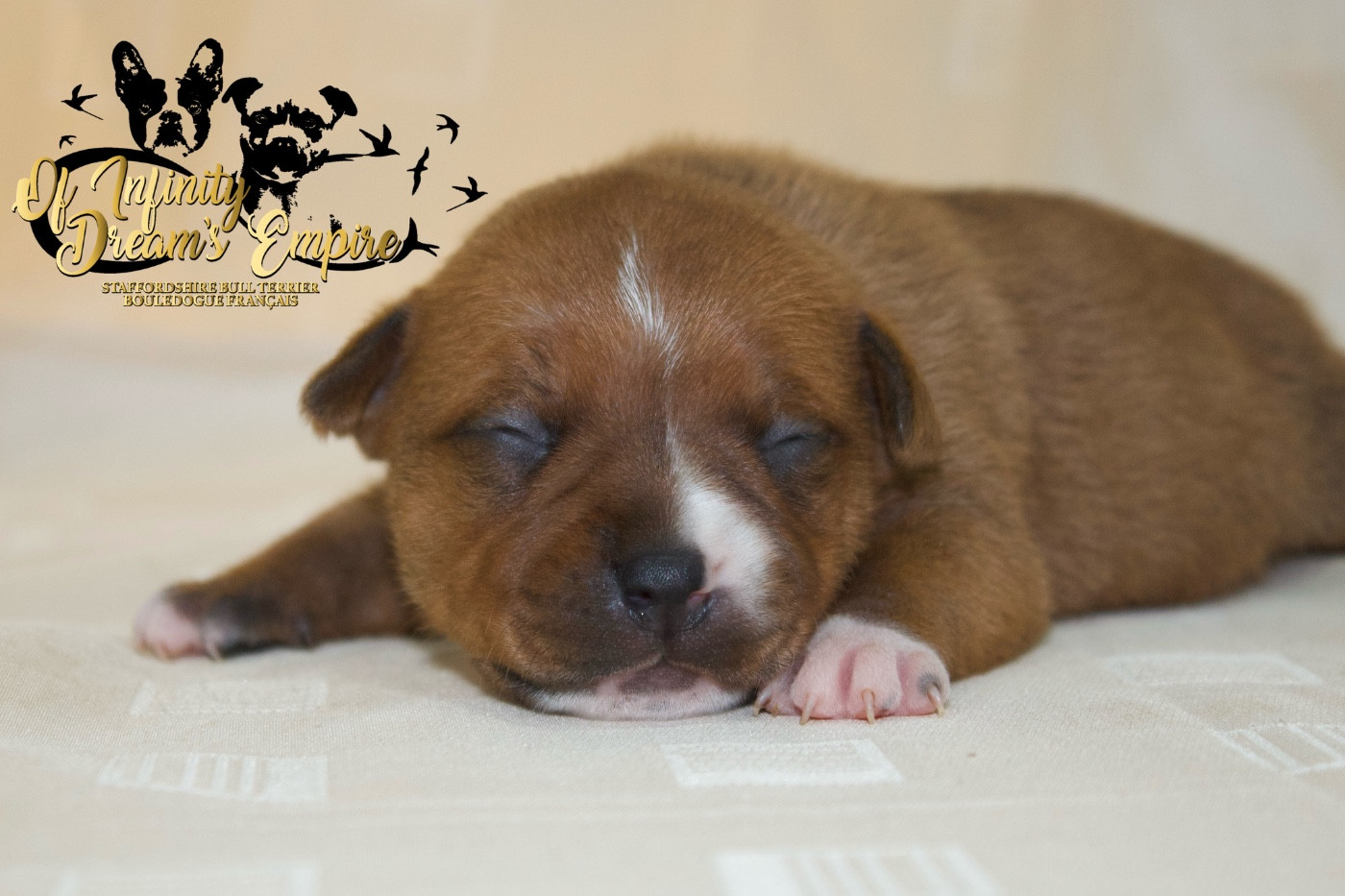 Of Infinity Dream’s Empire - Chiots disponibles - Staffordshire Bull Terrier