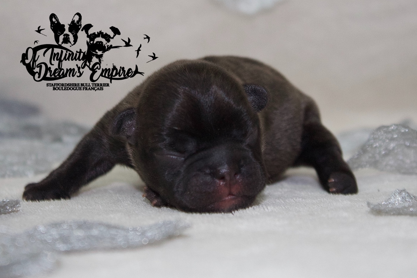 Of Infinity Dream’s Empire - Chiots disponibles - Bouledogue français