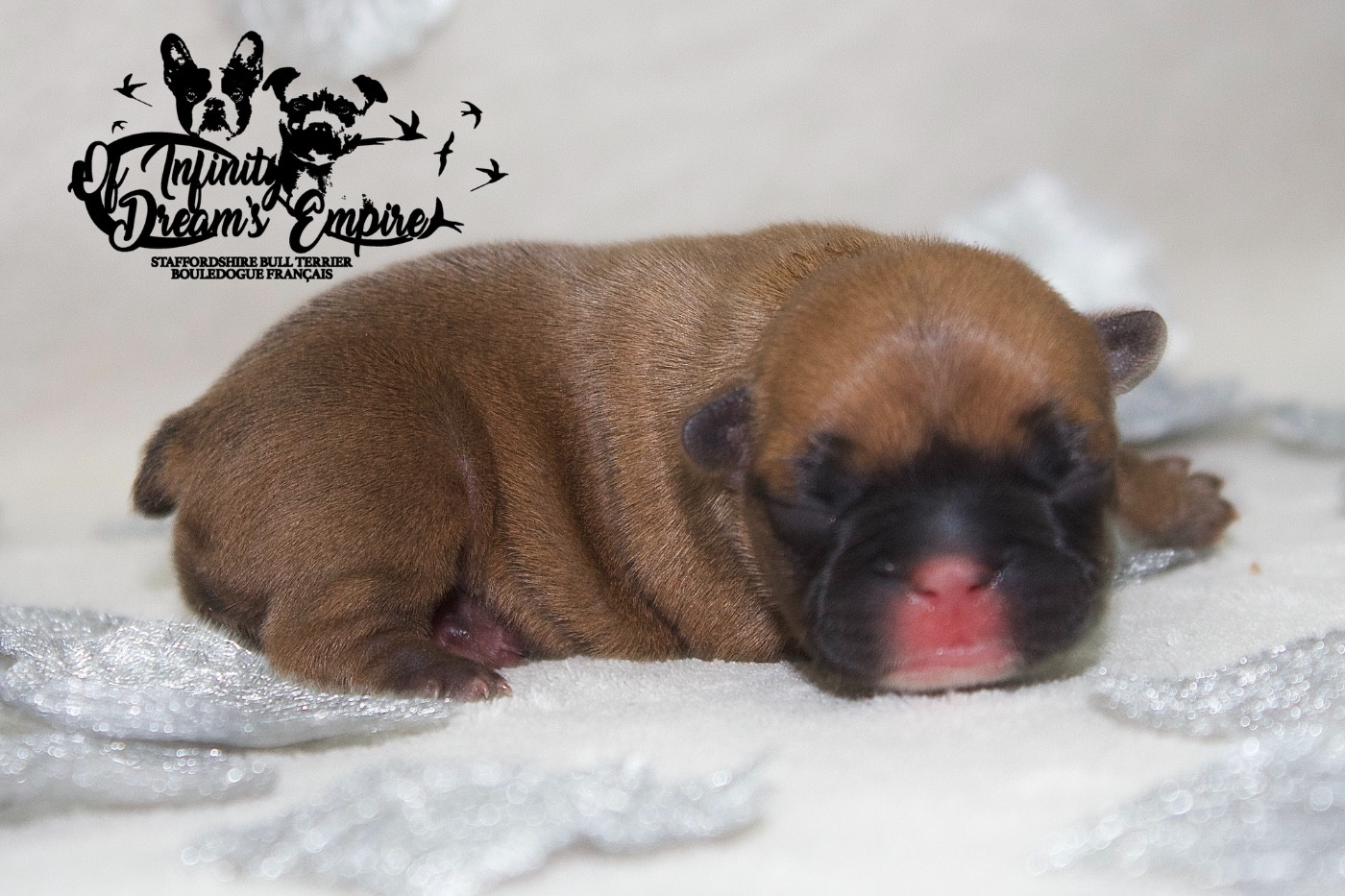 Of Infinity Dream’s Empire - Chiots disponibles - Bouledogue français
