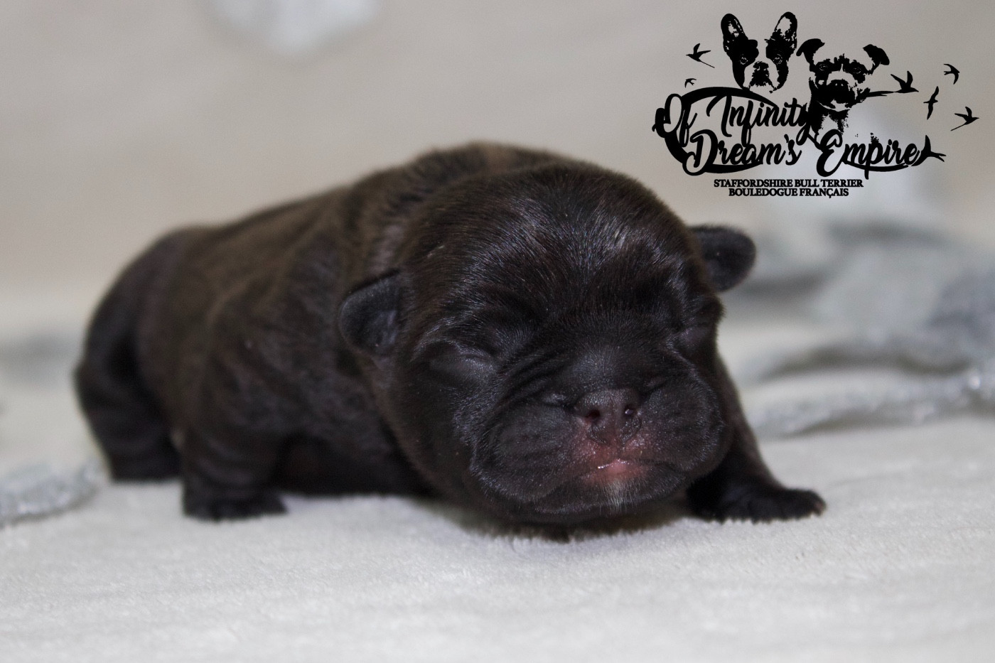 Of Infinity Dream’s Empire - Chiots disponibles - Bouledogue français