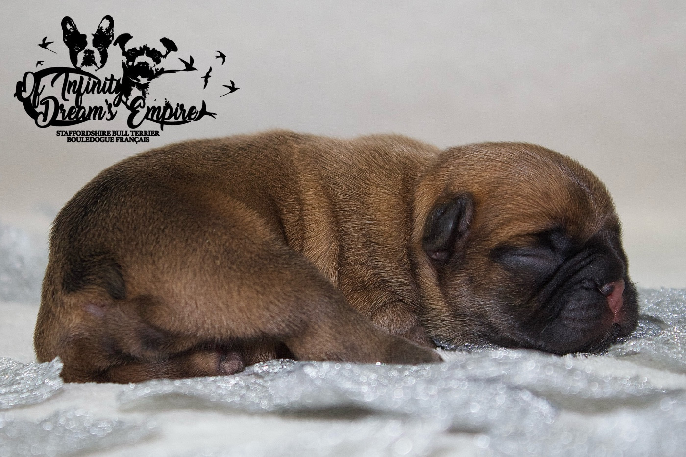 Of Infinity Dream’s Empire - Chiots disponibles - Bouledogue français