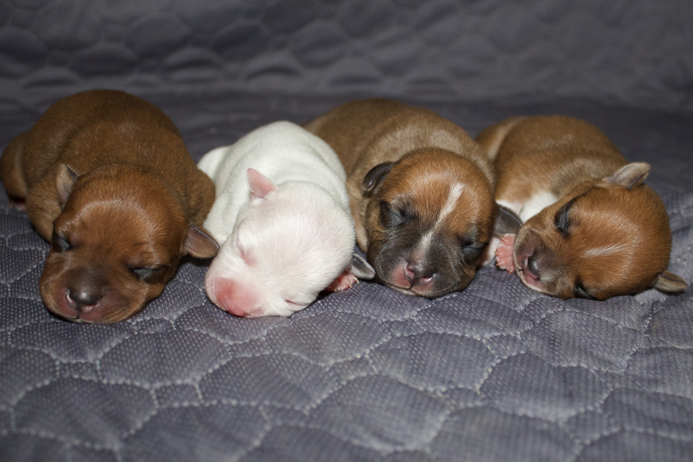 Chiot Staffordshire Bull Terrier Of Infinity Dream’s Empire