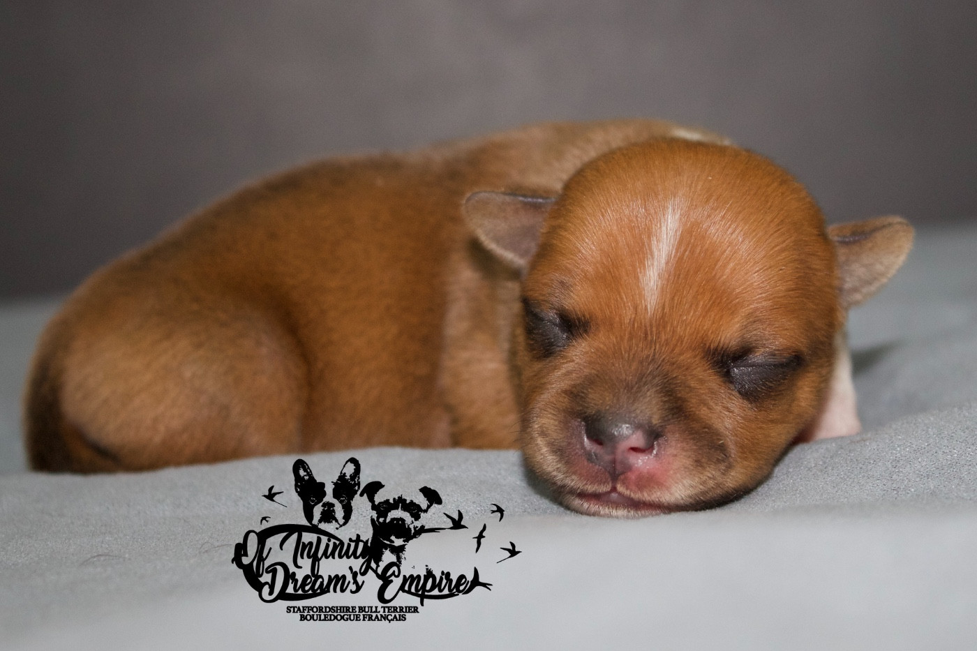 Of Infinity Dream’s Empire - Chiots disponibles - Staffordshire Bull Terrier