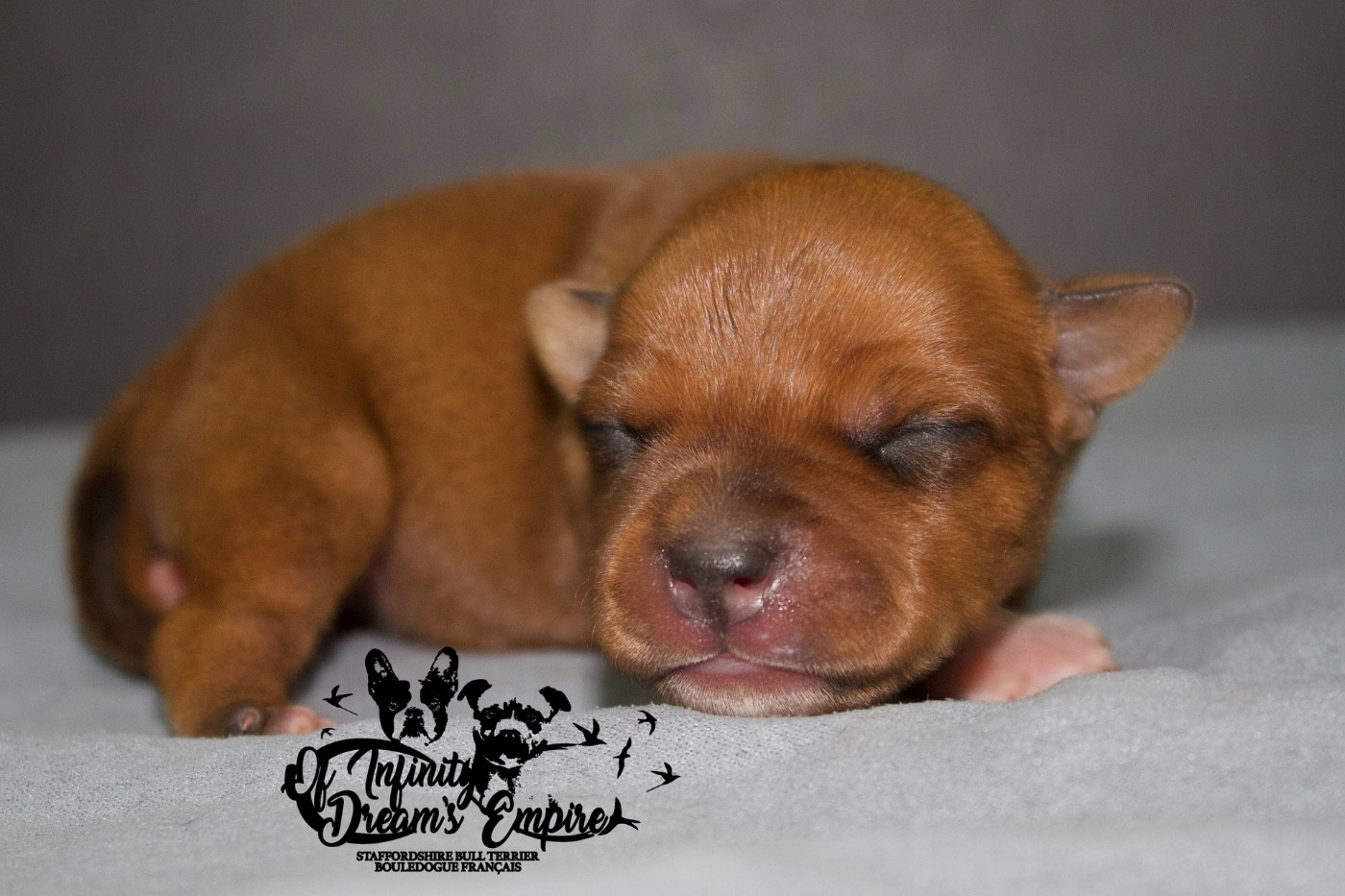 Of Infinity Dream’s Empire - Chiots disponibles - Staffordshire Bull Terrier