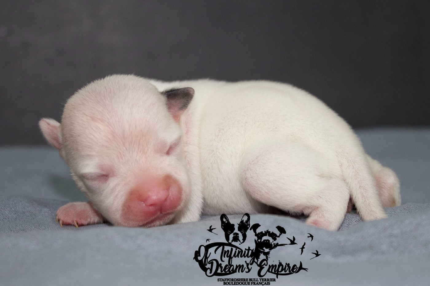 Of Infinity Dream’s Empire - Chiots disponibles - Staffordshire Bull Terrier