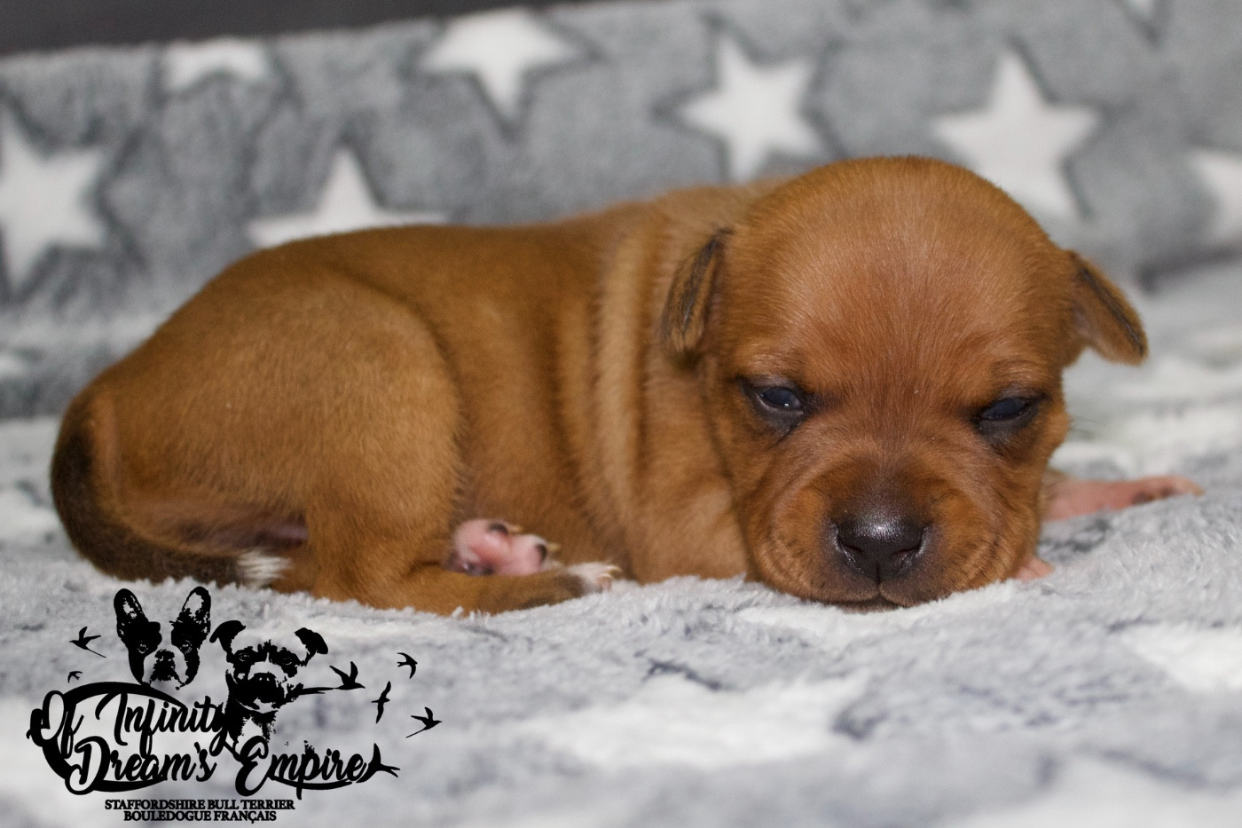 Of Infinity Dream’s Empire - Chiots disponibles - Staffordshire Bull Terrier