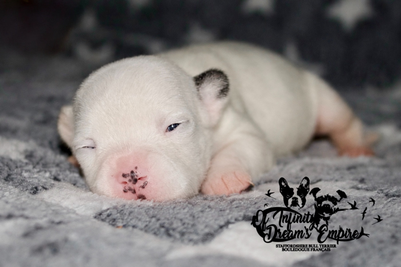 Of Infinity Dream’s Empire - Chiots disponibles - Staffordshire Bull Terrier