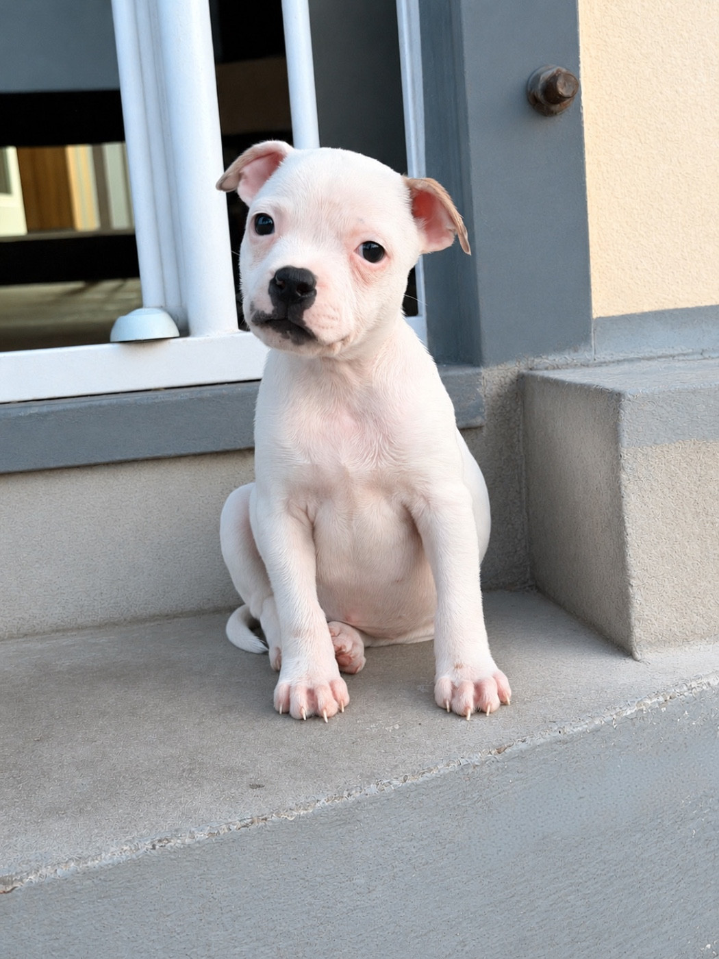 Of Infinity Dream’s Empire - Chiots disponibles - Staffordshire Bull Terrier