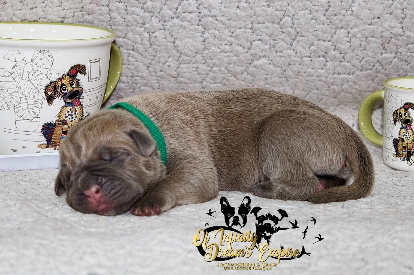Of Infinity Dream’s Empire - Chiots disponibles - Cane Corso