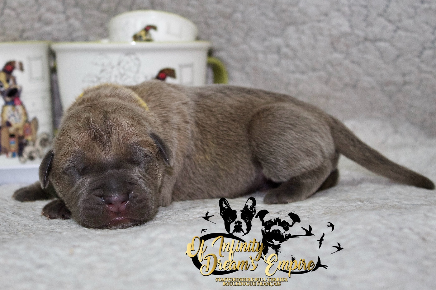 Of Infinity Dream’s Empire - Chiots disponibles - Cane Corso
