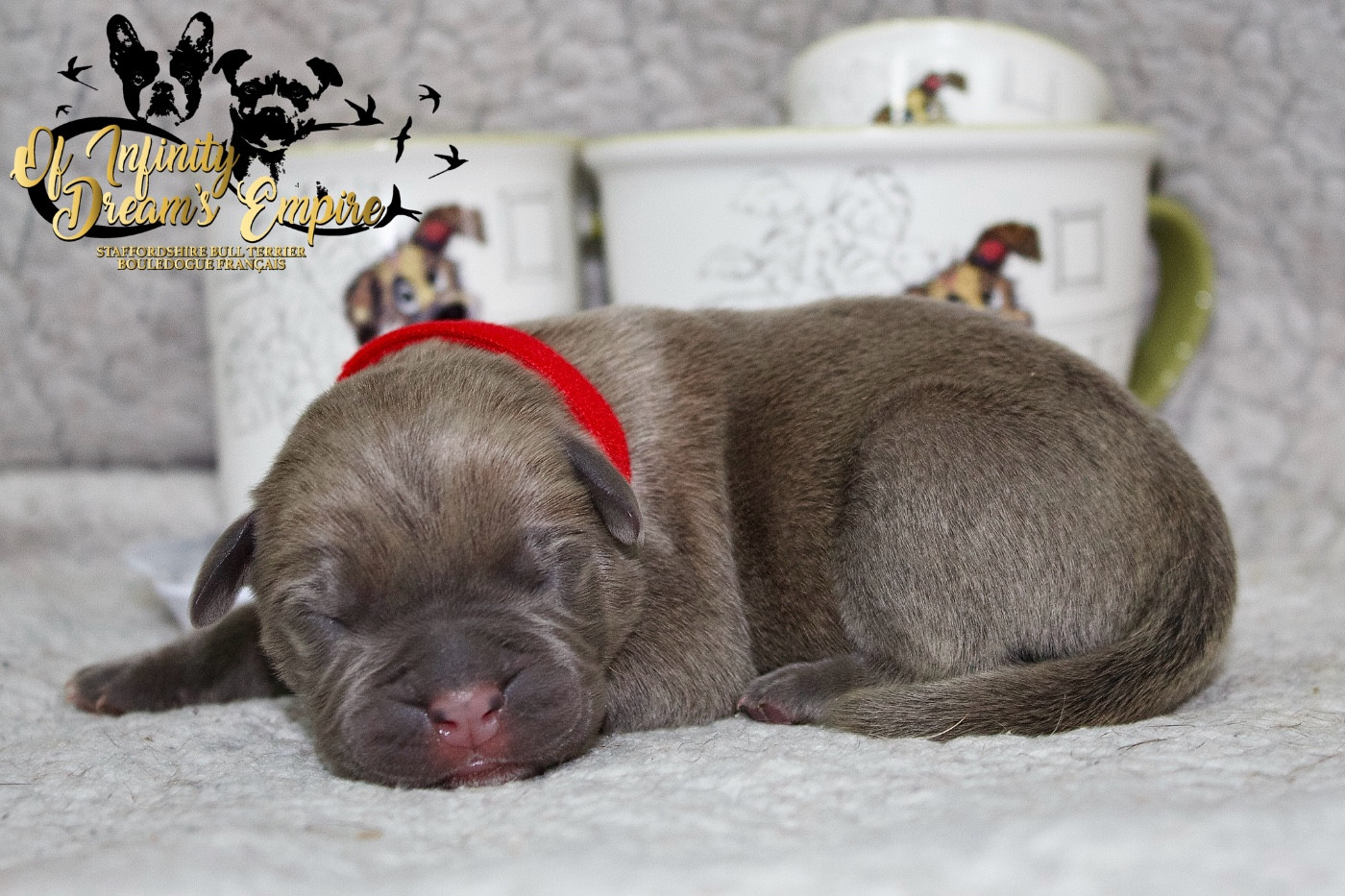 Of Infinity Dream’s Empire - Chiots disponibles - Cane Corso