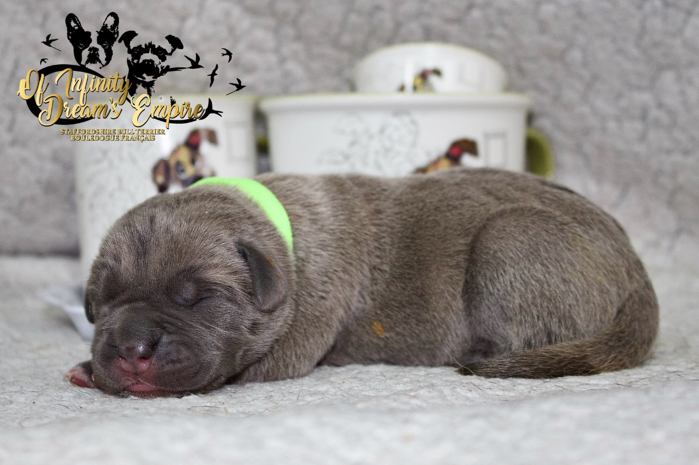 Of Infinity Dream’s Empire - Chiots disponibles - Cane Corso