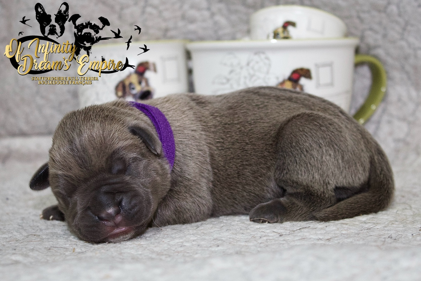 Of Infinity Dream’s Empire - Chiots disponibles - Cane Corso