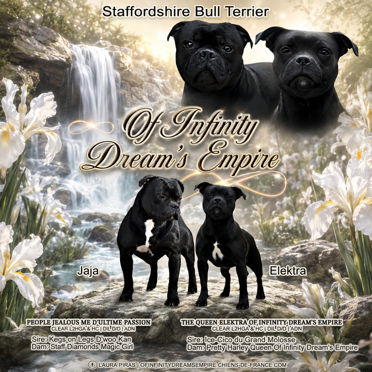 Of Infinity Dream’s Empire - Staffordshire Bull Terrier - Portée née le 27/08/2026