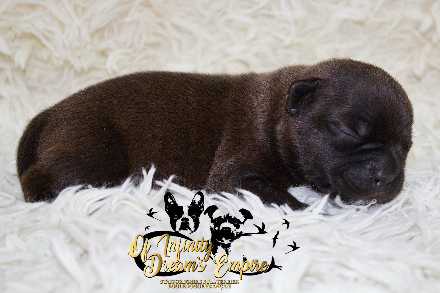 Of Infinity Dream’s Empire - Chiots disponibles - Staffordshire Bull Terrier