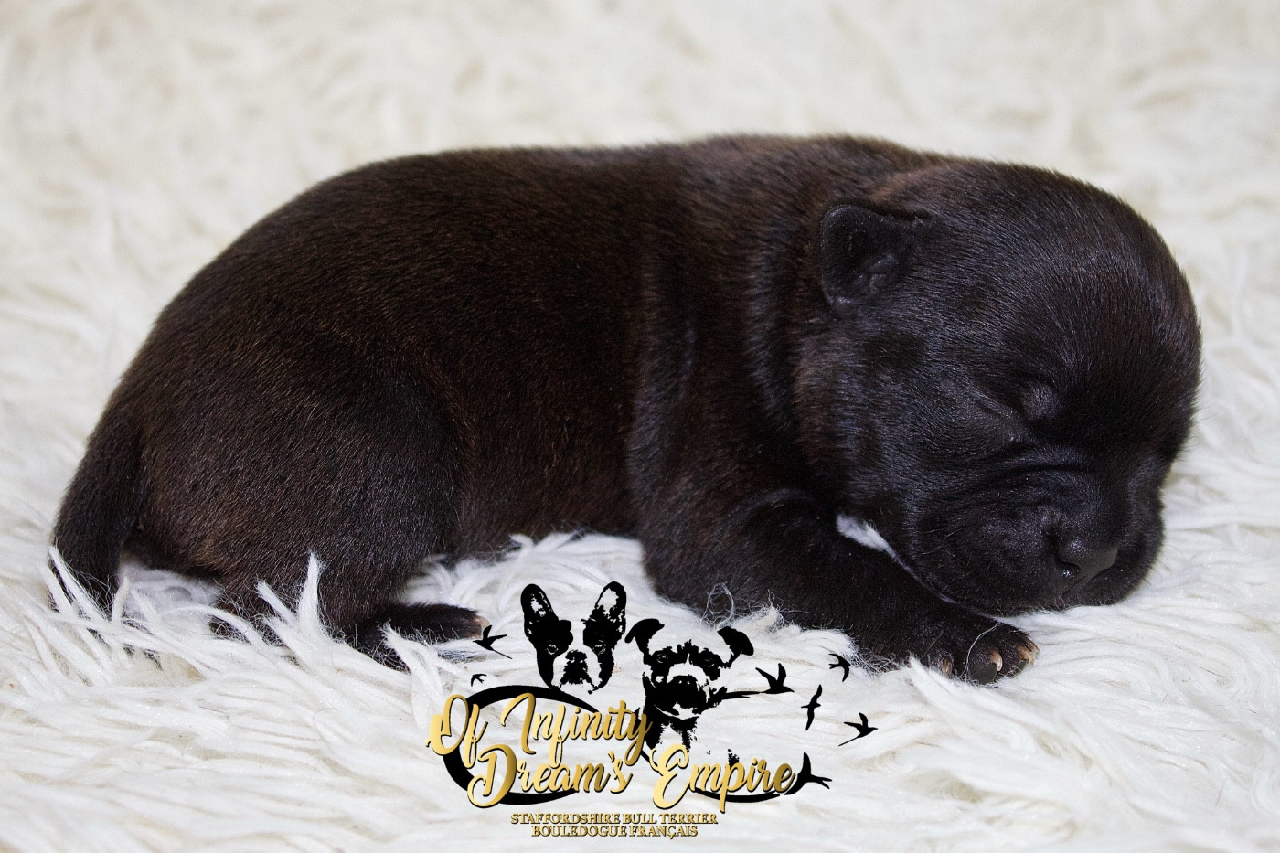 Of Infinity Dream’s Empire - Chiots disponibles - Staffordshire Bull Terrier