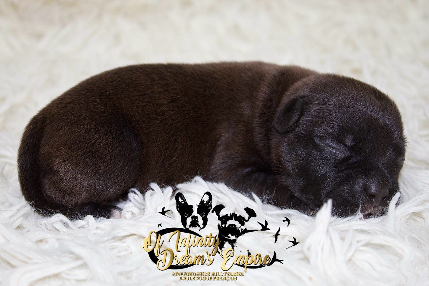 Of Infinity Dream’s Empire - Chiots disponibles - Staffordshire Bull Terrier