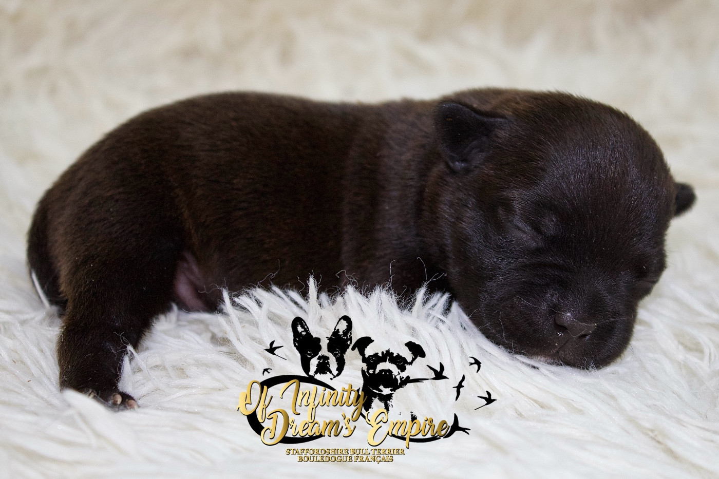 Of Infinity Dream’s Empire - Chiots disponibles - Staffordshire Bull Terrier