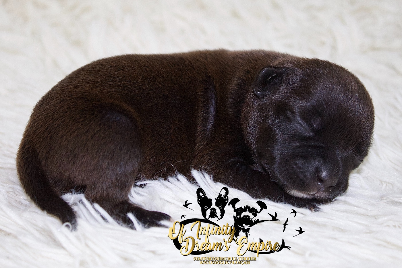 Of Infinity Dream’s Empire - Chiots disponibles - Staffordshire Bull Terrier