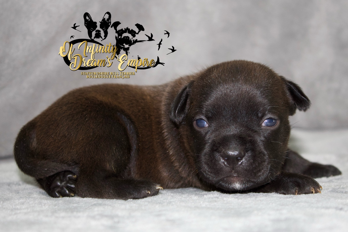Of Infinity Dream’s Empire - Chiots disponibles - Staffordshire Bull Terrier