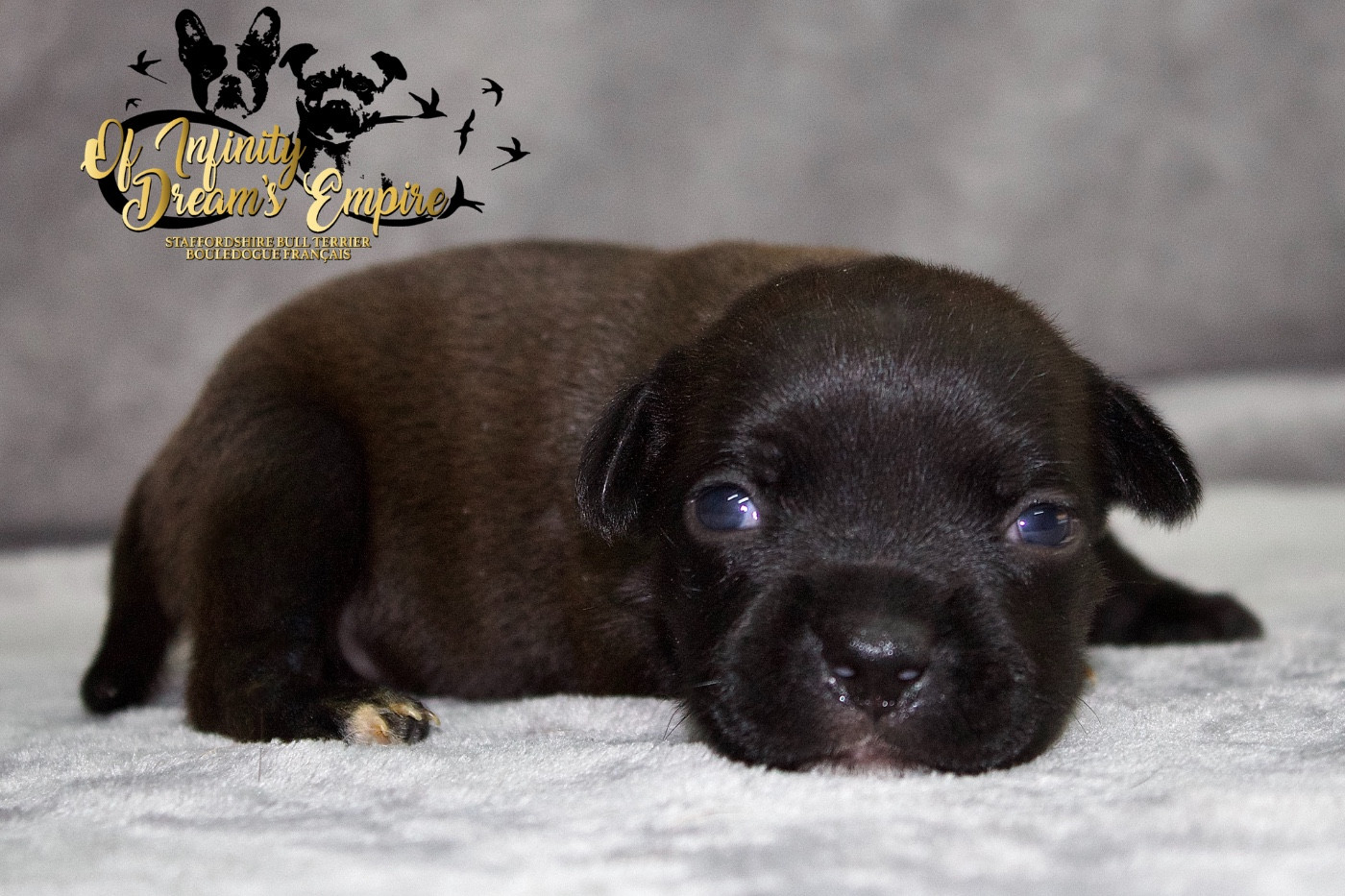 Of Infinity Dream’s Empire - Chiots disponibles - Staffordshire Bull Terrier