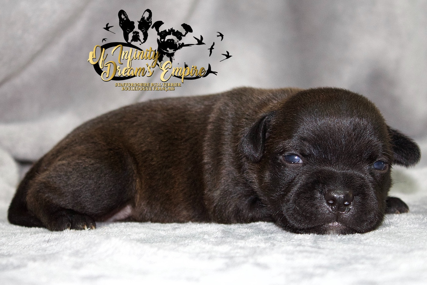 Of Infinity Dream’s Empire - Chiots disponibles - Staffordshire Bull Terrier