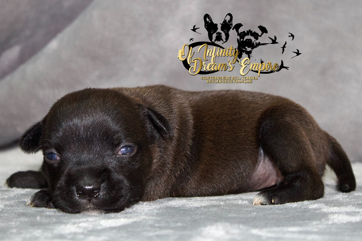 Of Infinity Dream’s Empire - Chiots disponibles - Staffordshire Bull Terrier