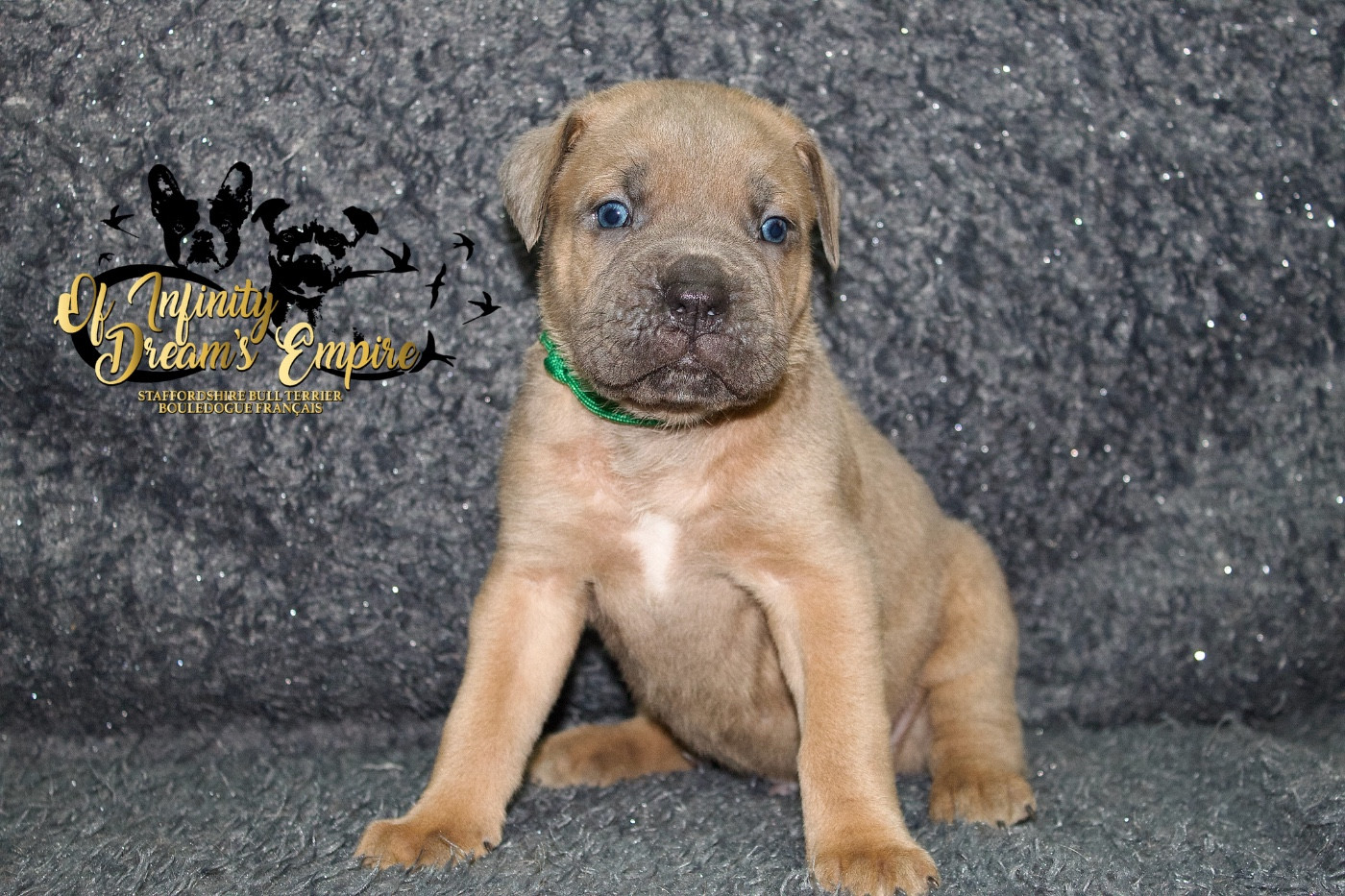 Of Infinity Dream’s Empire - Chiots disponibles - Cane Corso