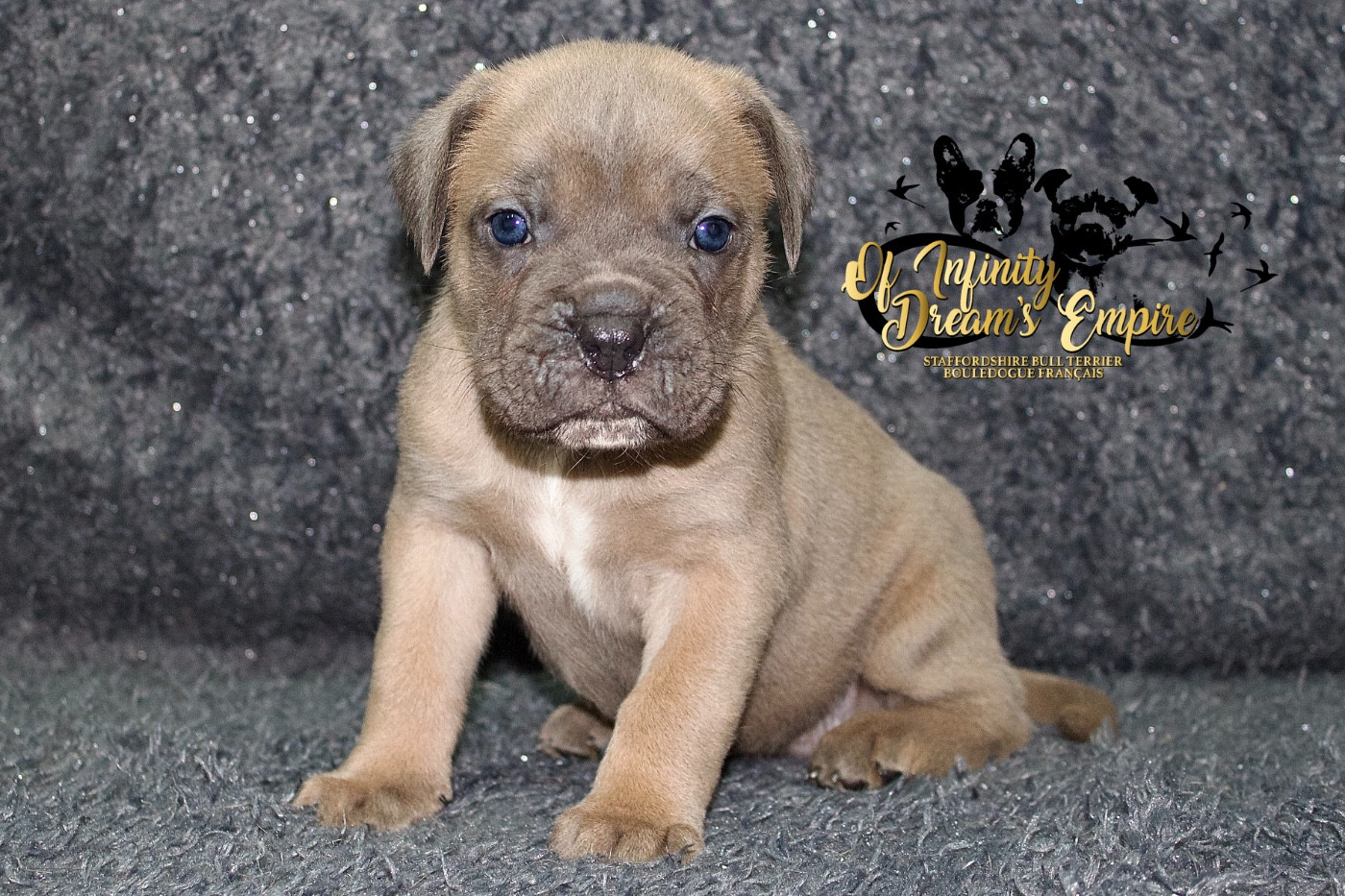 Of Infinity Dream’s Empire - Chiots disponibles - Cane Corso