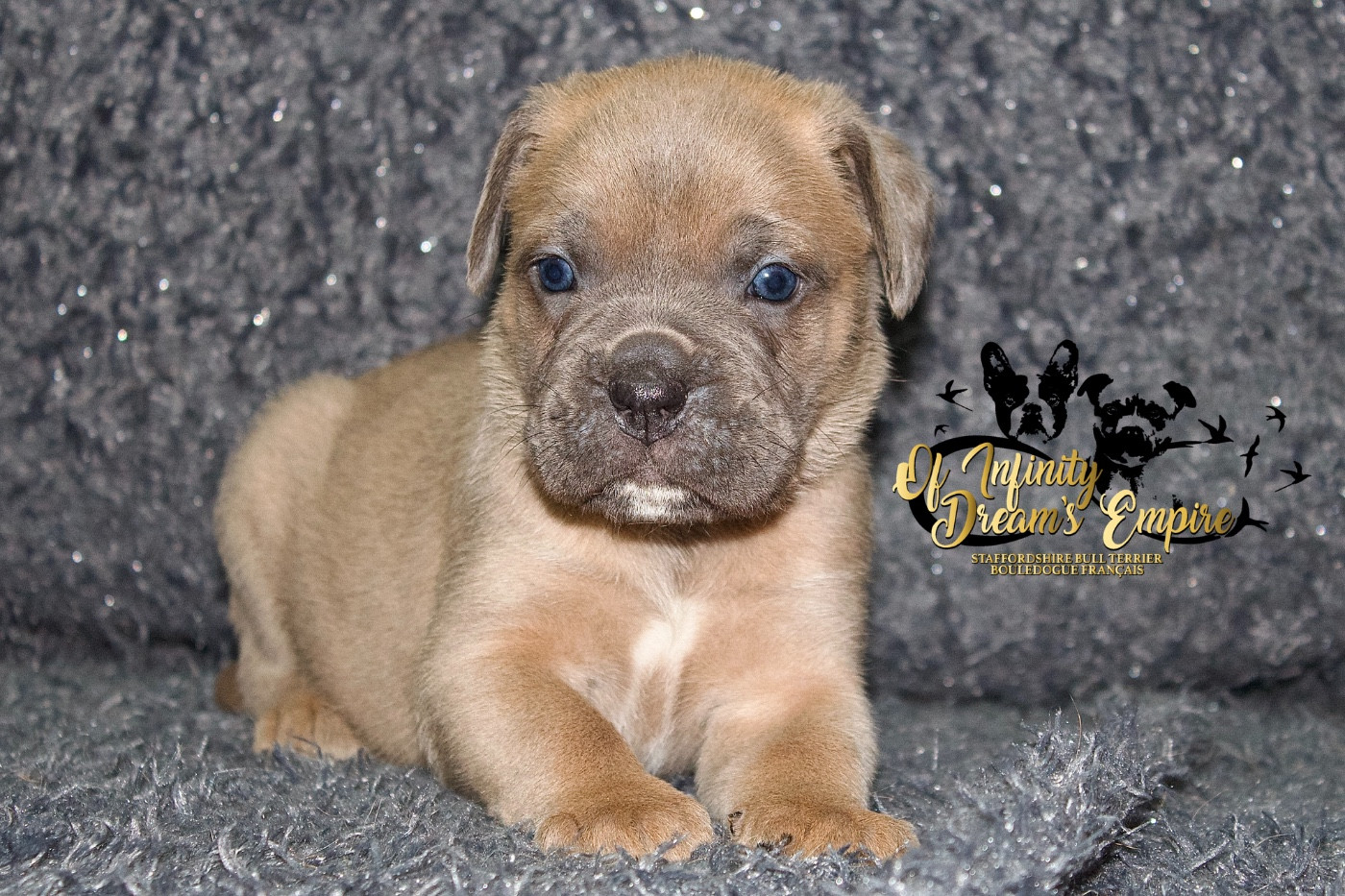 Of Infinity Dream’s Empire - Chiots disponibles - Cane Corso
