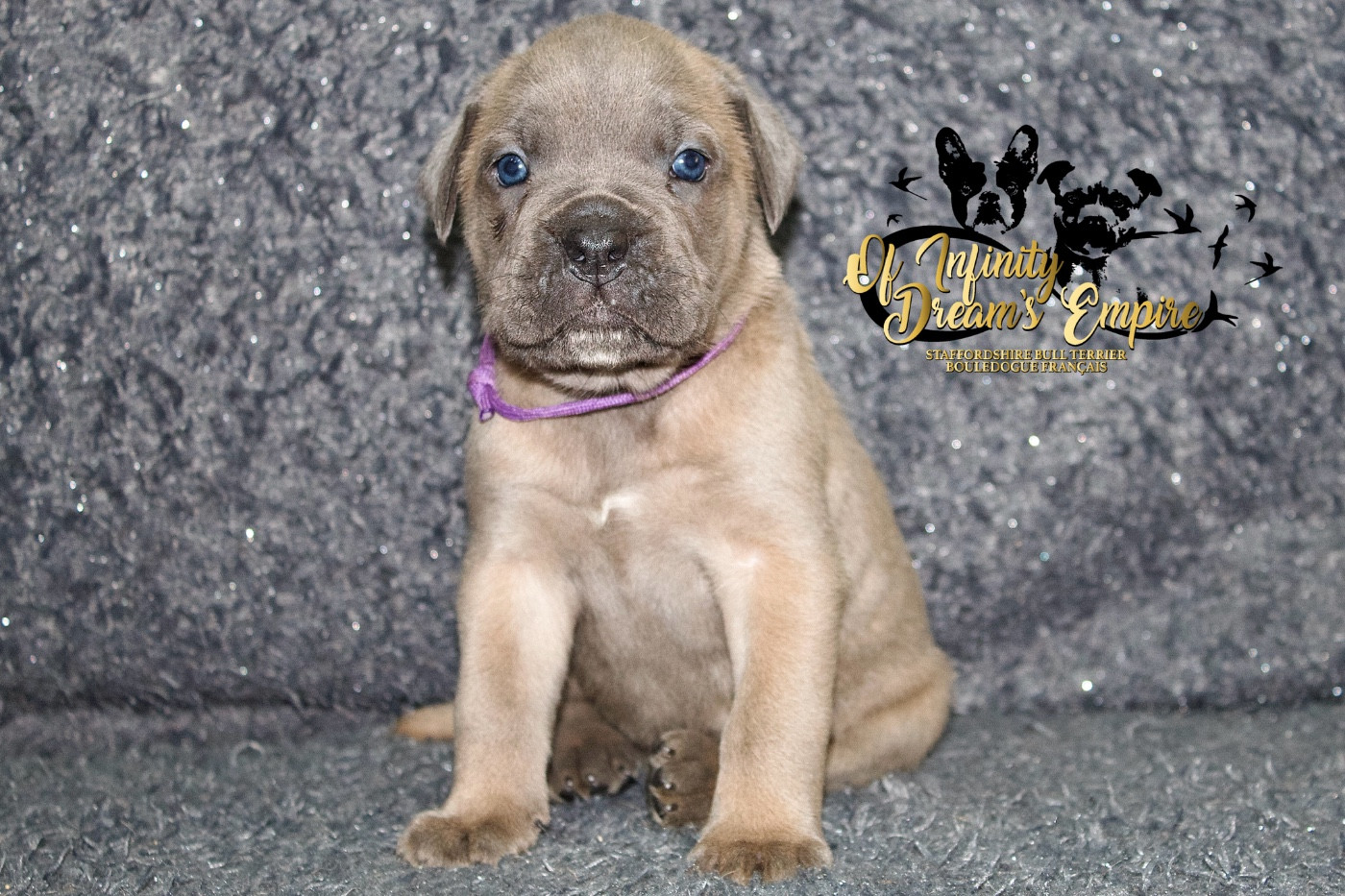 Of Infinity Dream’s Empire - Chiots disponibles - Cane Corso