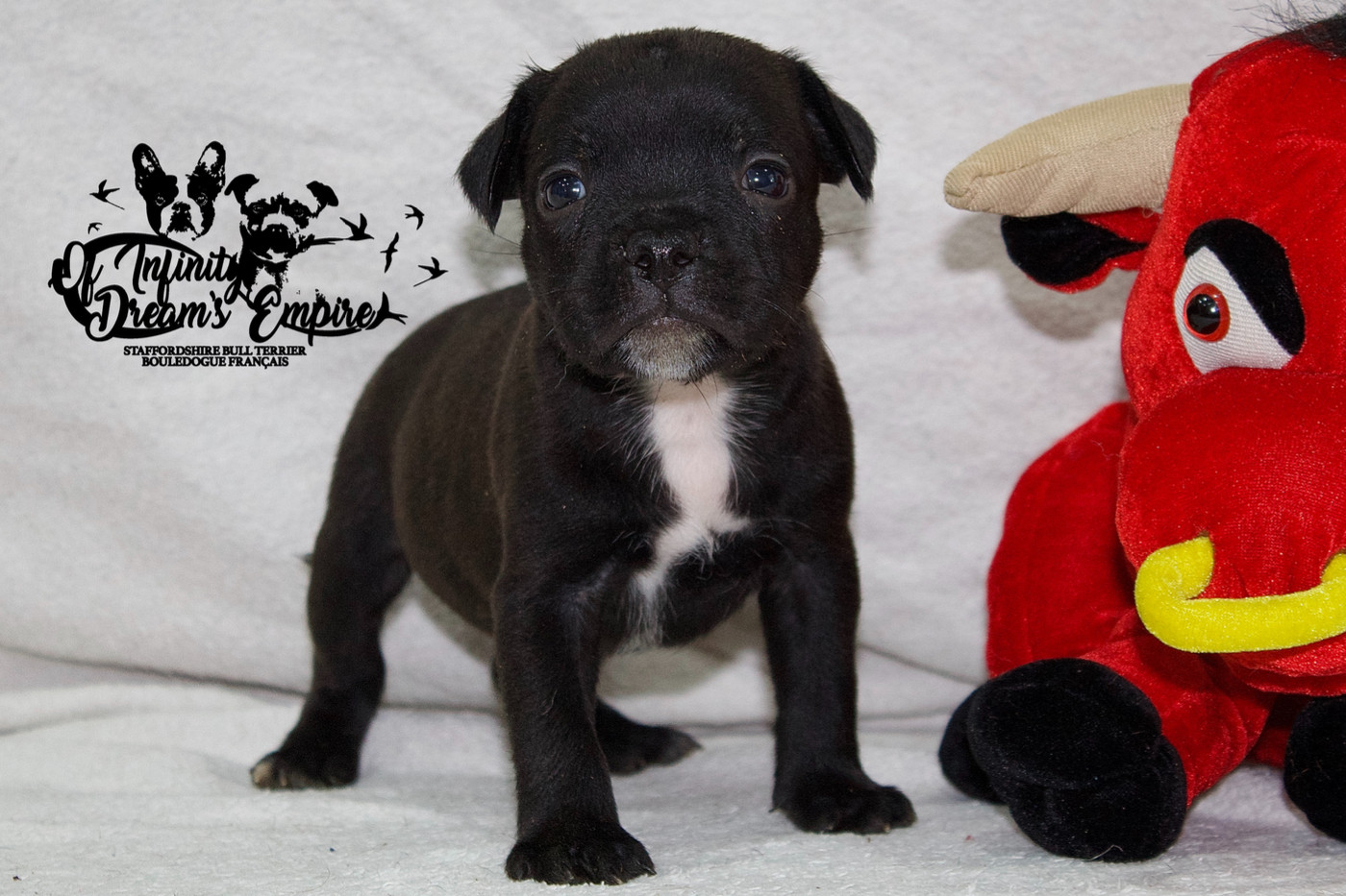 Of Infinity Dream’s Empire - Chiots disponibles - Staffordshire Bull Terrier