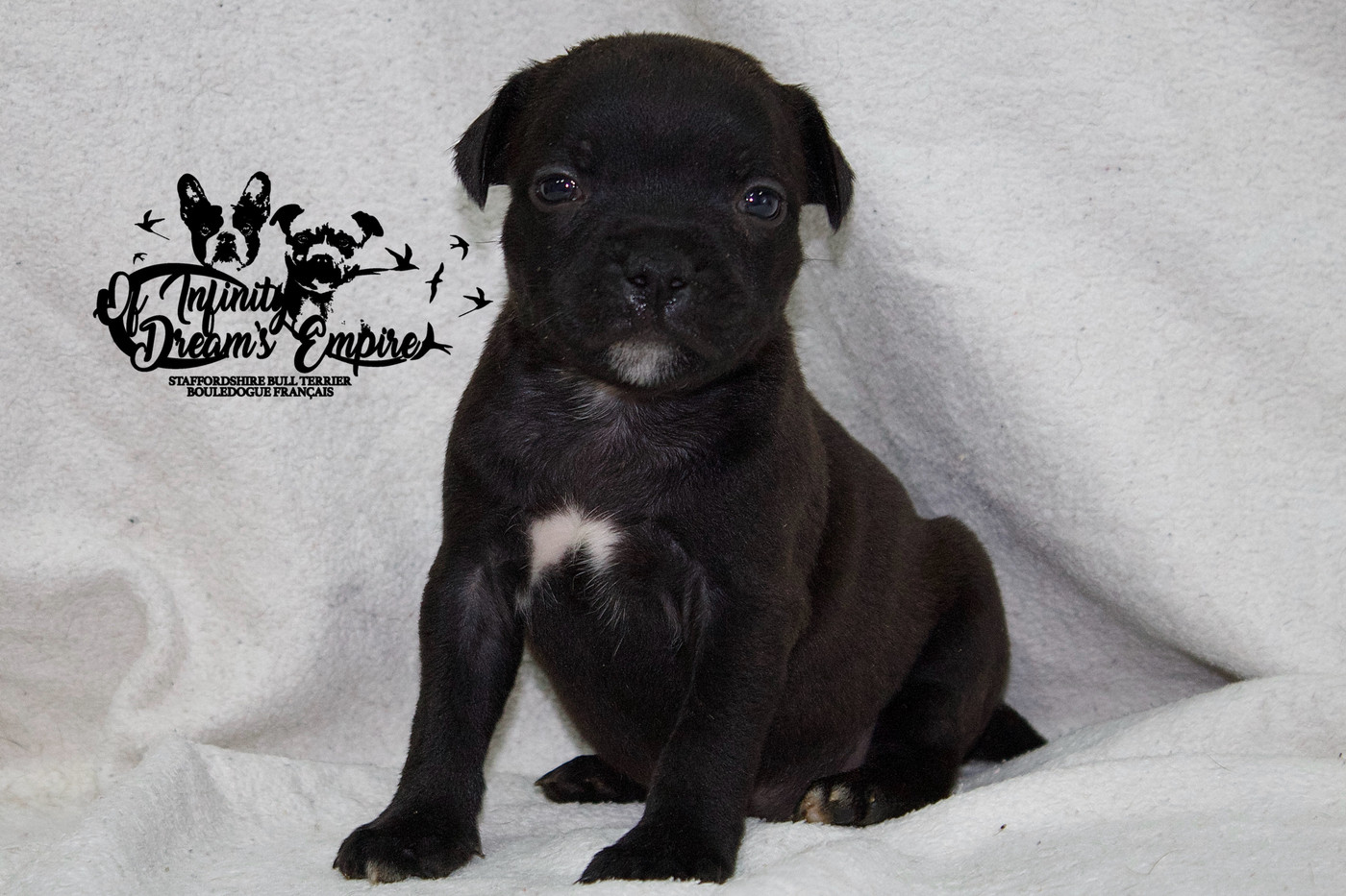 Of Infinity Dream’s Empire - Chiots disponibles - Staffordshire Bull Terrier